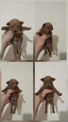 POODLE BEBEKLERİ