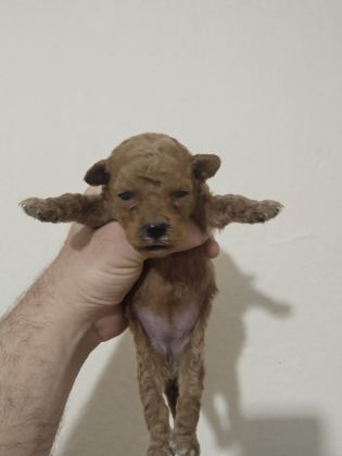 POODLE BEBEKLERİ