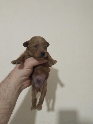 POODLE BEBEKLERİ