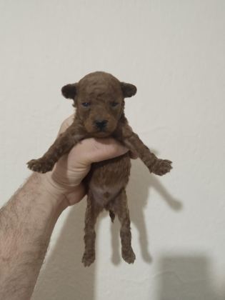 POODLE BEBEKLERİ