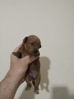 POODLE BEBEKLERİ