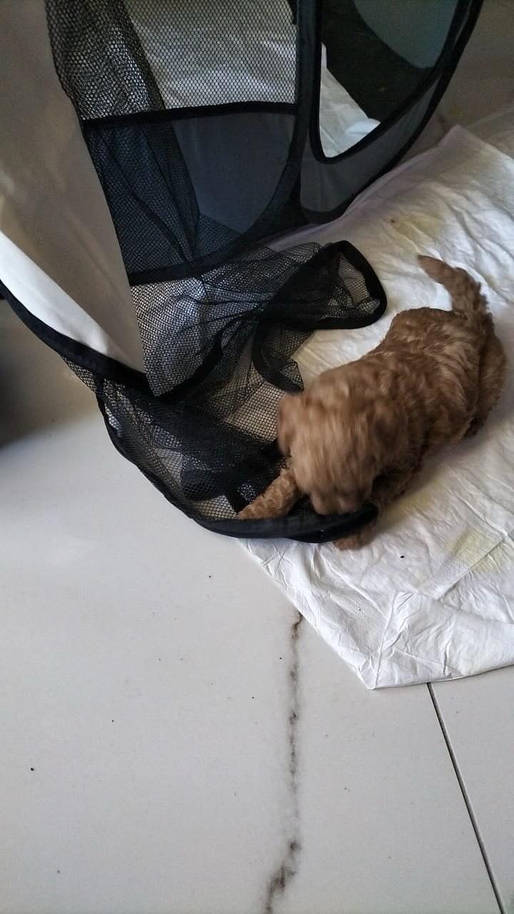 0 NUMARA TOY POODLE