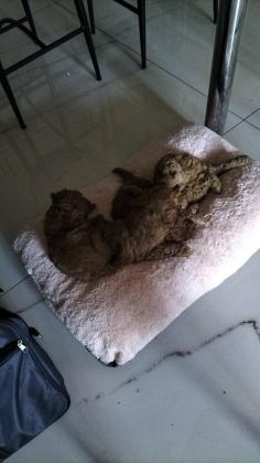 0 NUMARA TOY POODLE