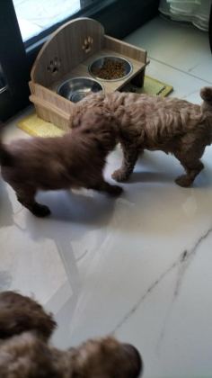 0 NUMARA TOY POODLE