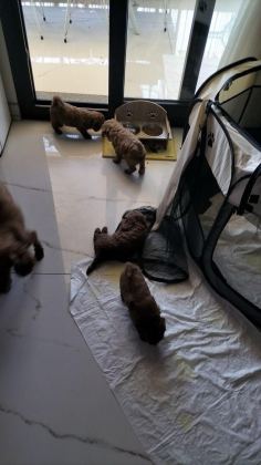 0 NUMARA TOY POODLE