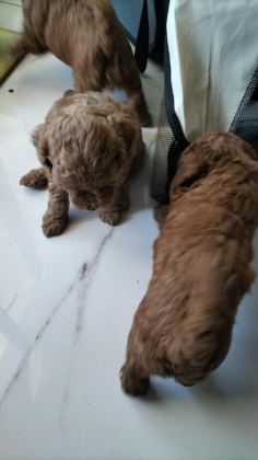0 NUMARA TOY POODLE