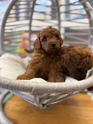 DİŞİ KORE POODLE