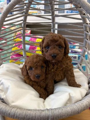 DİŞİ KORE POODLE