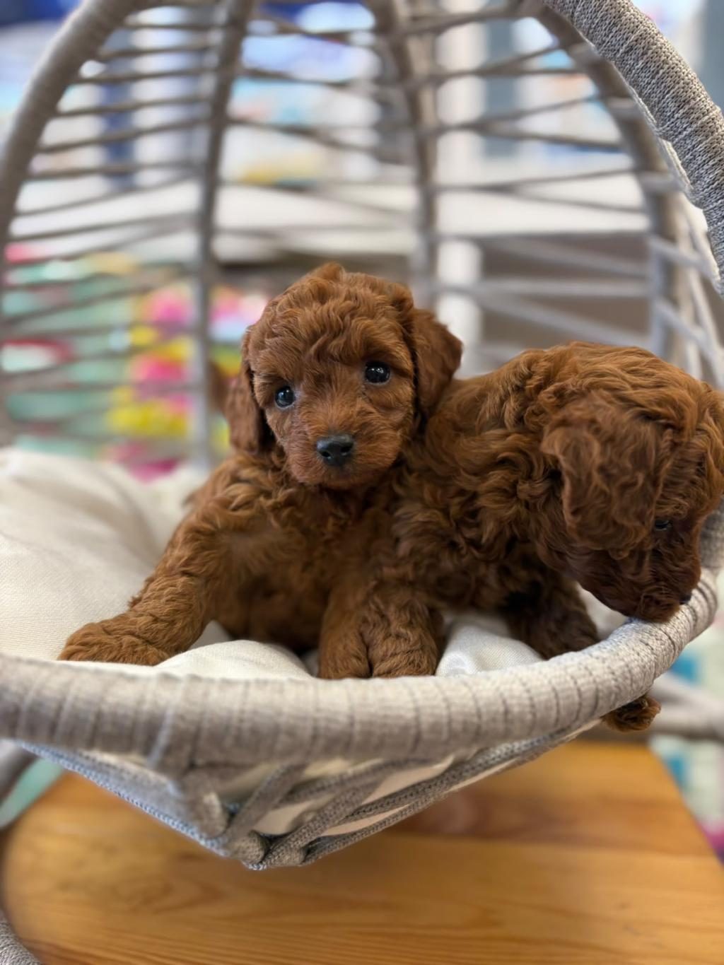 DİŞİ KORE POODLE