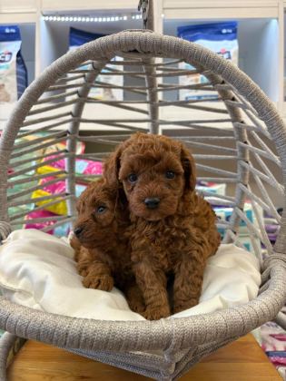 DİŞİ KORE POODLE