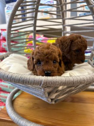 DİŞİ KORE POODLE