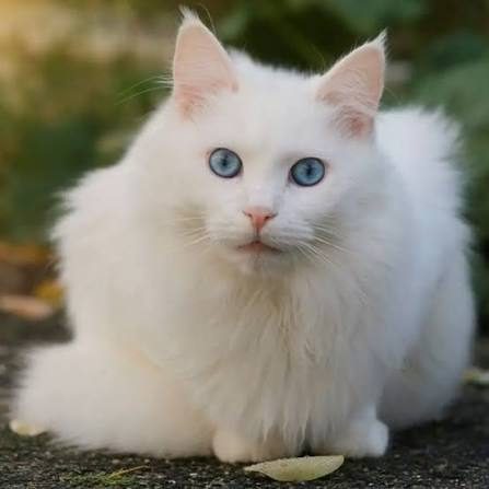 ANKARA KEDİSİ
