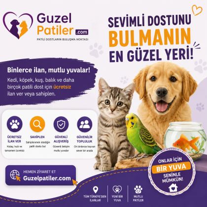 ANKARA KEDİSİ