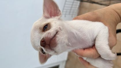 Yavru Chihuahua (şivava)
