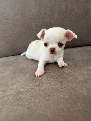 Yavru Chihuahua (şivava)