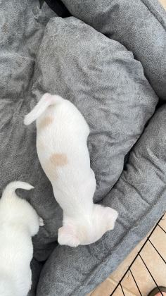 Yavru Chihuahua (şivava)