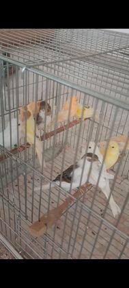 KANARYA SARI BEYAZ HARLİKUİN PARÇALİ KANARYALAR