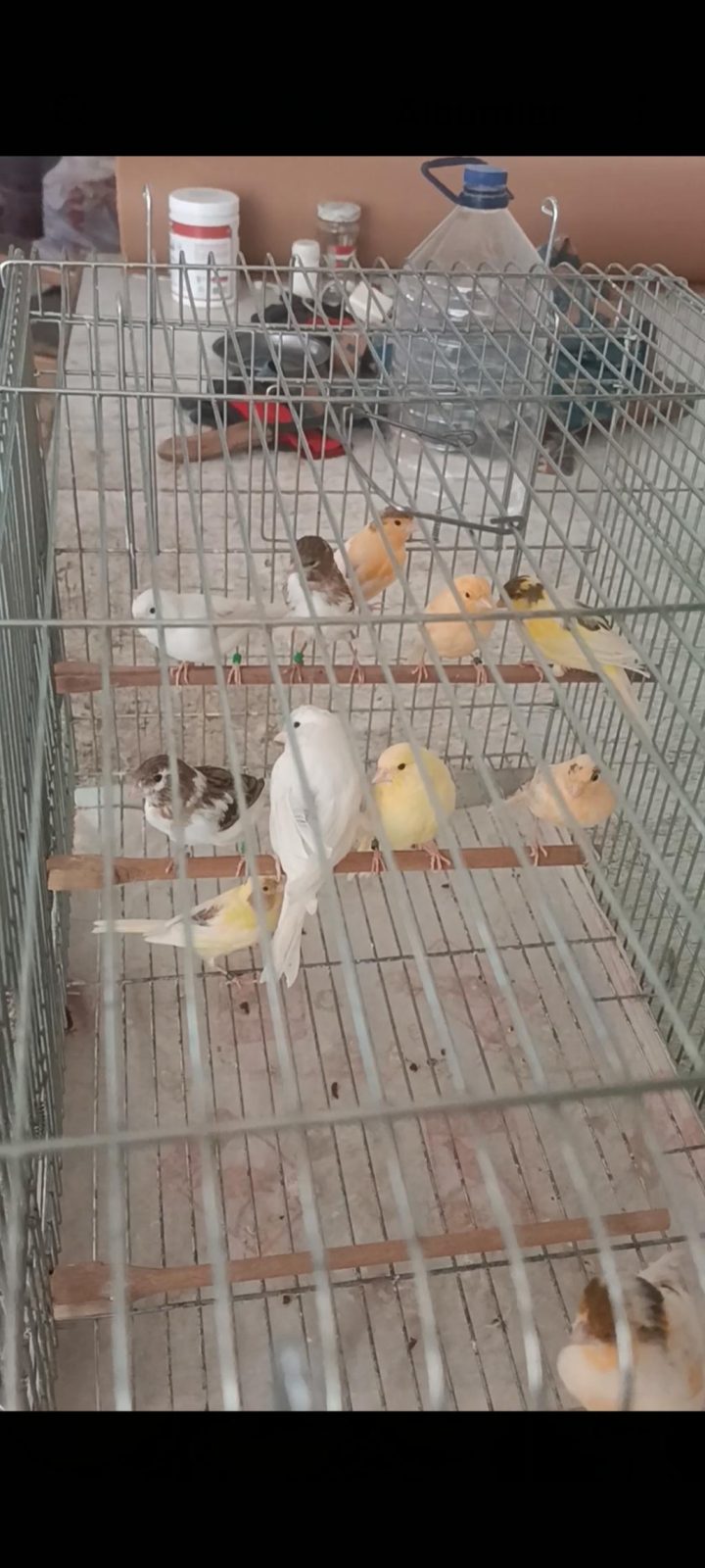 KANARYA SARI BEYAZ HARLİKUİN PARÇALİ KANARYALAR