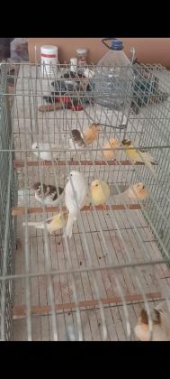 KANARYA SARI BEYAZ HARLİKUİN PARÇALİ KANARYALAR