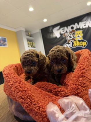 SHOW KALİTE TOY POODLE YAVRULAR MAĞAZAMIZDA GÖRÜN