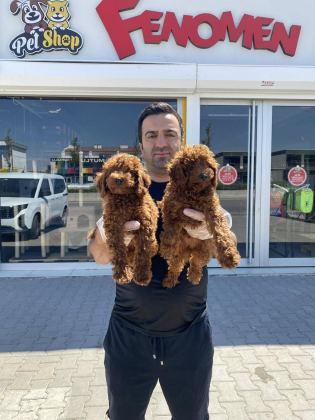 SHOW KALİTE TOY POODLE YAVRULAR MAĞAZAMIZDA GÖRÜN