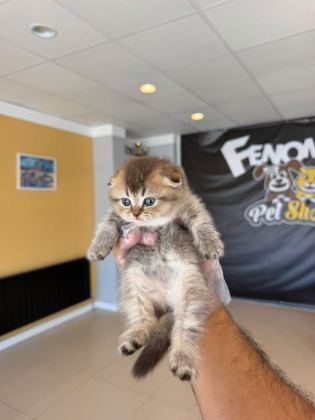 KEDİCİDEN GOLDEN BRITISH YAVRULAR SCOTTISHLER ANKARA