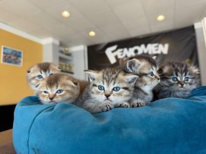 KEDİCİDEN GOLDEN BRITISH YAVRULAR SCOTTISHLER ANKARA