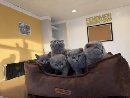 KEDİCİDEN GOLDEN BRITISH YAVRULAR SCOTTISHLER ANKARA
