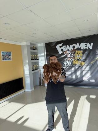 KALİTE ARAYANLARA RENK RENK BELGELİ TOY POODLE ANKARA