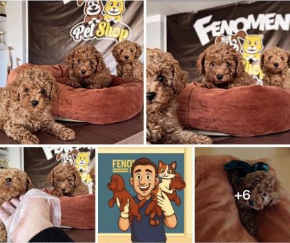 SHOW KALİTE TOY POODLE YAVRULAR MAĞAZAMIZDA GÖRÜN