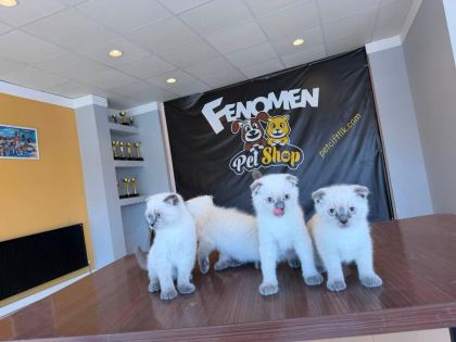 KEDİCİDEN GOLDEN BRITISH YAVRULAR SCOTTISHLER ANKARA