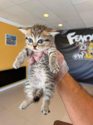 KEDİCİDEN GOLDEN BRITISH YAVRULAR SCOTTISHLER ANKARA