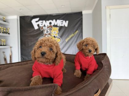 SHOW KALİTE TOY POODLE YAVRULAR MAĞAZAMIZDA GÖRÜN