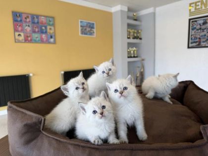 KEDİCİDEN GOLDEN BRITISH YAVRULAR SCOTTISHLER ANKARA