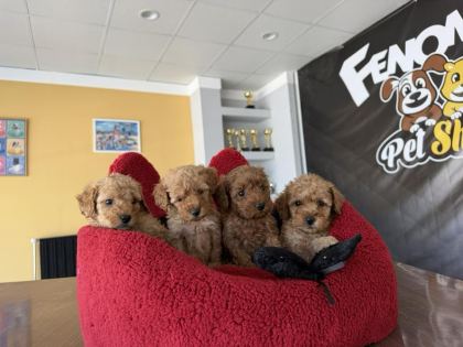 SHOW KALİTE TOY POODLE YAVRULAR MAĞAZAMIZDA GÖRÜN