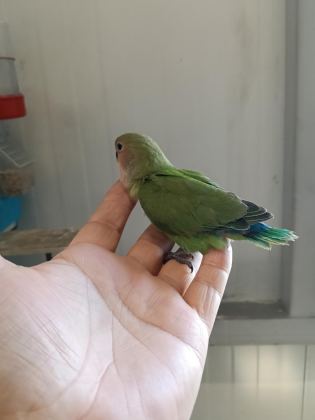 ÇOK GÜZEL SEVDA PAPAĞANLAR