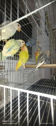 SEVDA PAPAĞANI YENİ YEME DÜŞMÜŞ