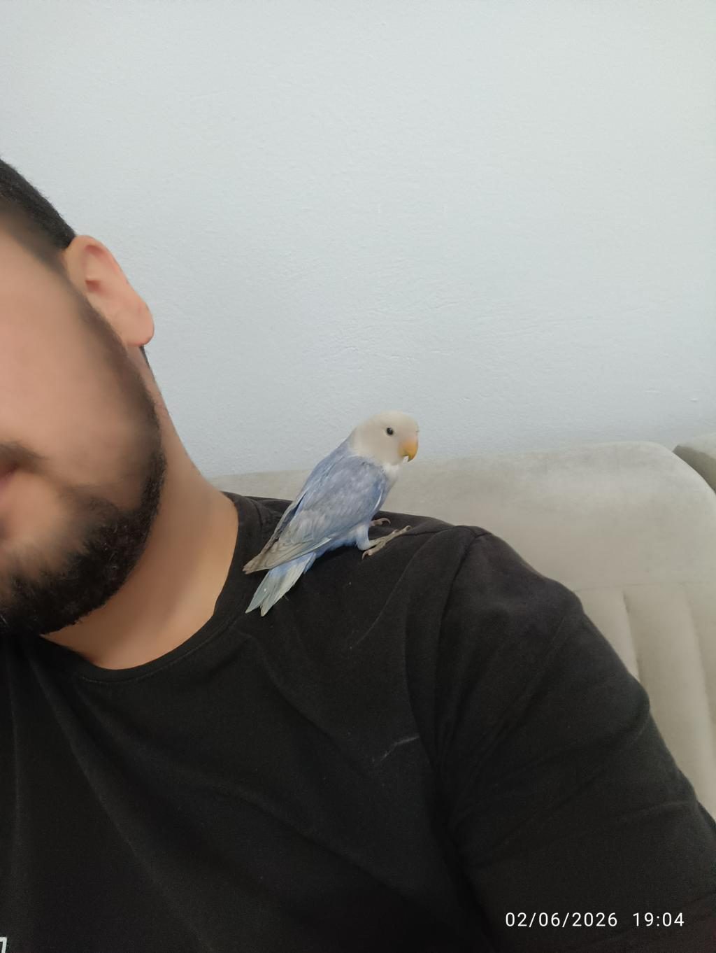 SEVDA PAPAĞANI YENİ YEME DÜŞMÜŞ