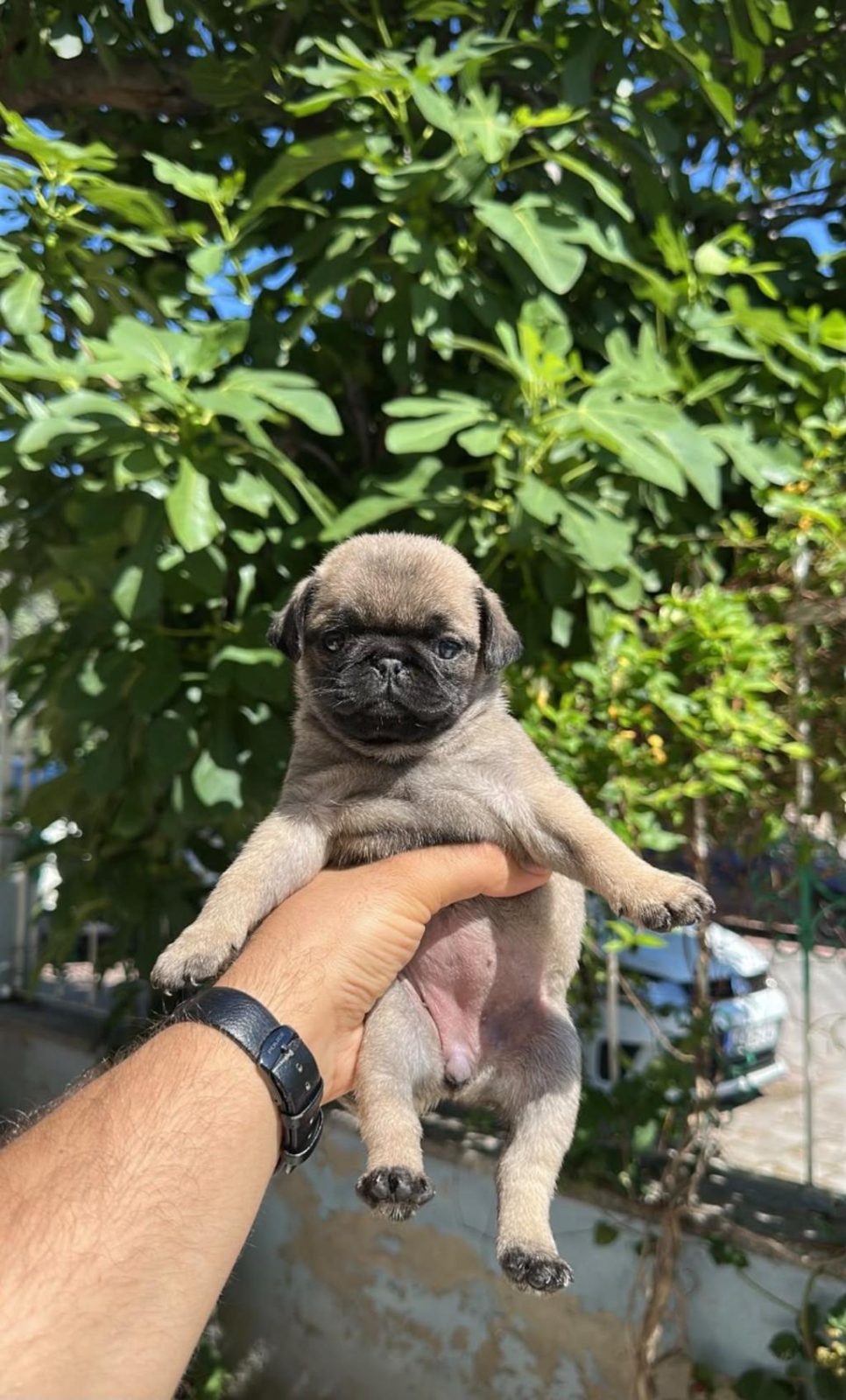 PUG YAVRULARIMIZ