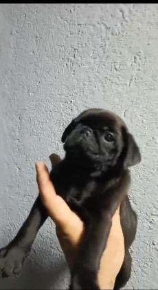 PUG YAVRU KÖPEKLERİMİZ
