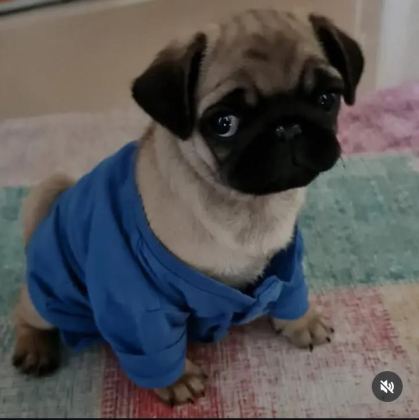 PUG YAVRU KÖPEKLERİMİZ