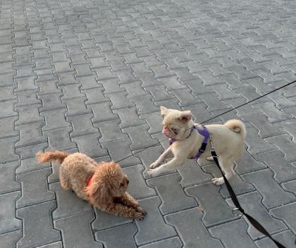 7 AYLIK PİNK AND TAN DİŞİ PUG MOPS İZMİR