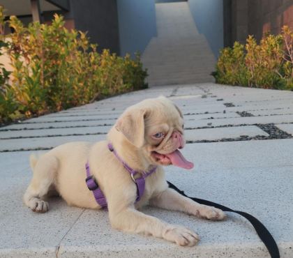 7 AYLIK PİNK AND TAN DİŞİ PUG MOPS İZMİR