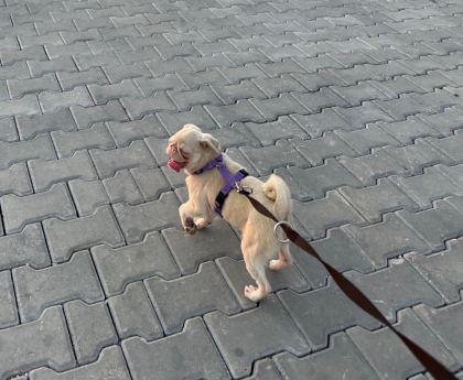 7 AYLIK PİNK AND TAN DİŞİ PUG MOPS İZMİR