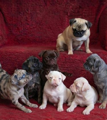 EGZOTİK RENK PUG MOPS YAVRULARI
