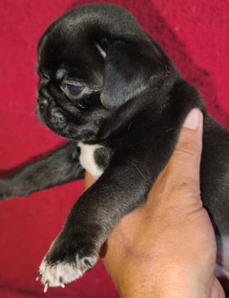 EGZOTİK RENK PUG MOPS