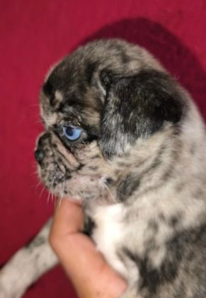 EGZOTİK RENK PUG MOPS