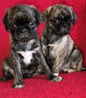 EGZOTİK RENK PUG MOPS