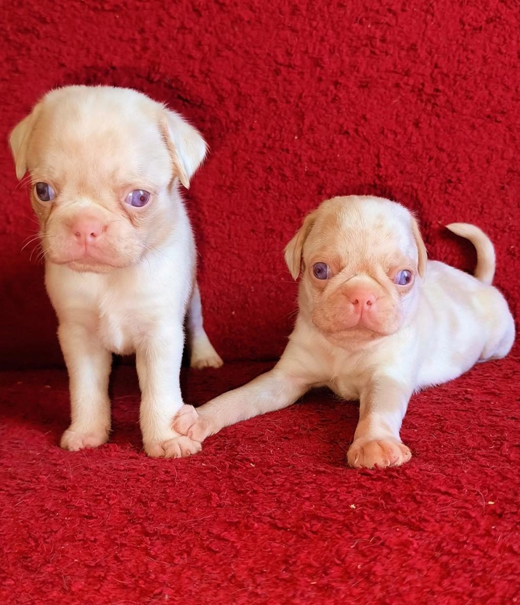 EGZOTİK RENK PUG MOPS
