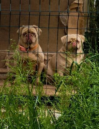 YETİŞKİN PİNG VE EGZOTİK PUG MOPS LAR